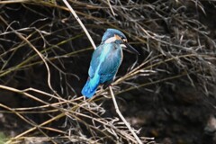 K川・カワセミ♂若