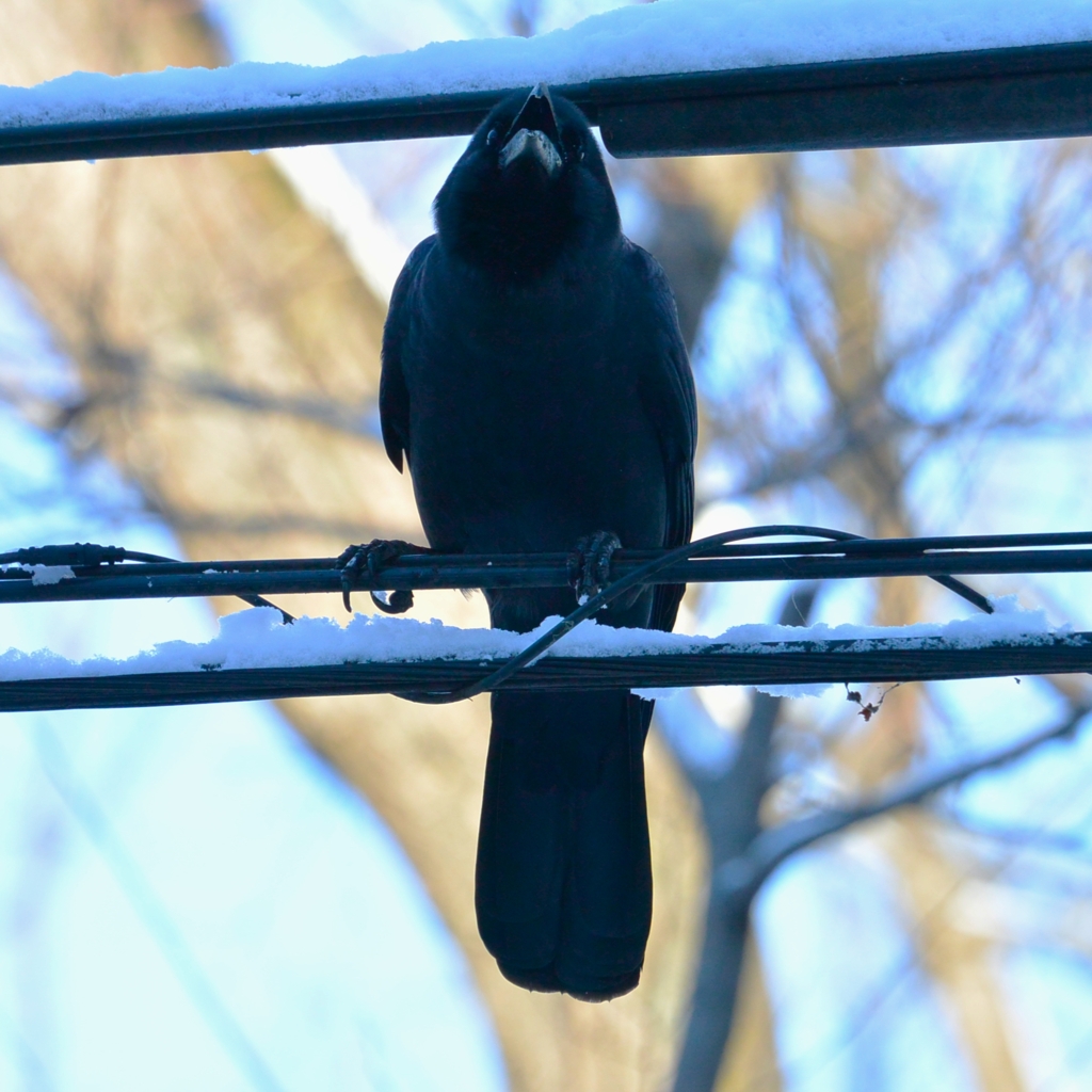 電線の雪・ハシブトガラス