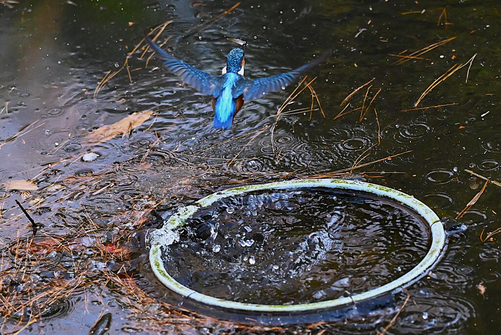 都内公園・魚を入れる容器から・