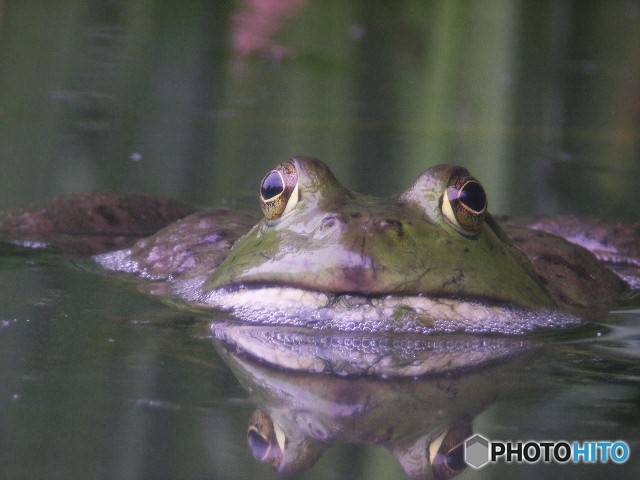 泡ふくウシガエル