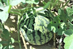 今季も生った大玉スイカ