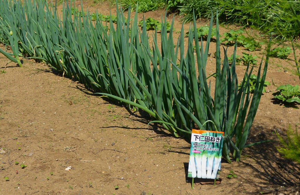 菜園・下仁田ネギ
