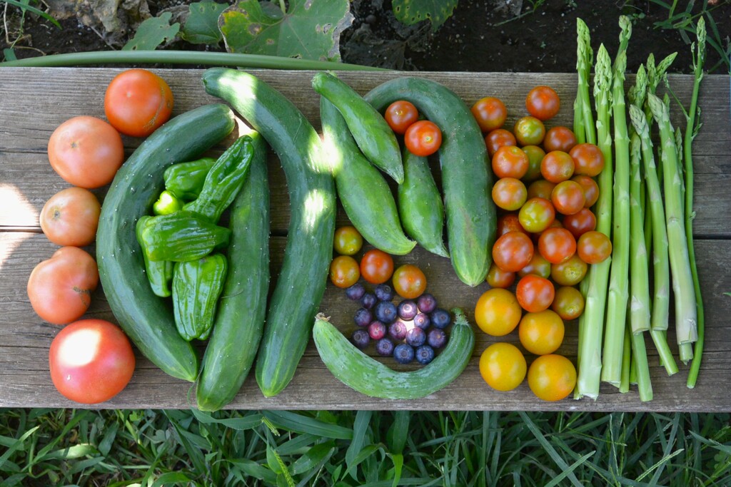 菜園・7月2日の収穫 