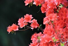用水路のツツジも満開に・・(キリシマ系かな？)