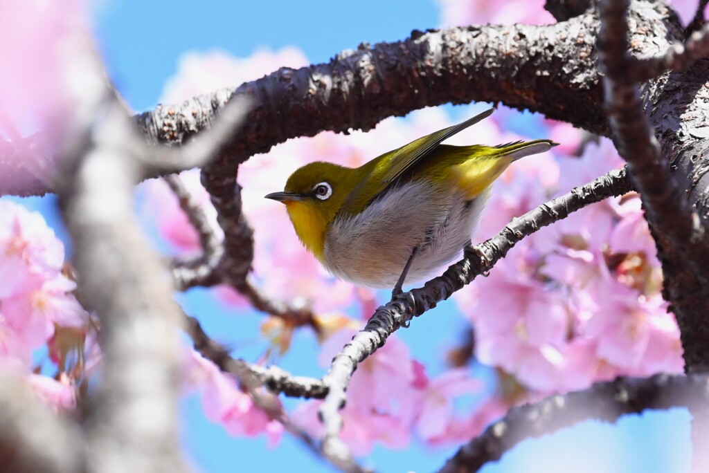 K川・桃色メジロ 