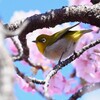 K川・桃色メジロ 