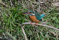 Ｋ川・中流域のカワセミ♀捕食シーン