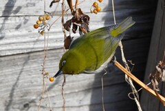 用水路・ヘクソカズラの実を食べるメジロ