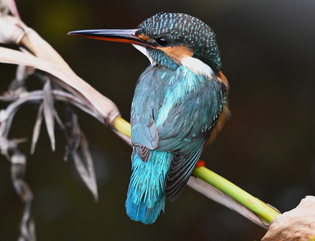 用水路・カワセミ♀若撮影三昧 