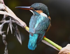 用水路・カワセミ♀若撮影三昧 