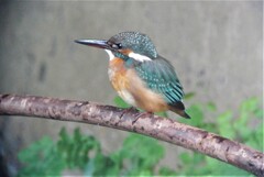 用水路・カワセミ♀若(まだひな羽)