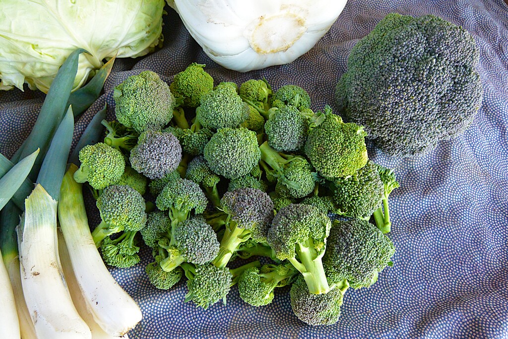 菜園・ドーム型ブロッコリーの脇芽