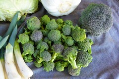 菜園・ドーム型ブロッコリーの脇芽