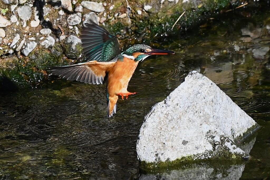 K川下流域・カワセミ♀飛び付き