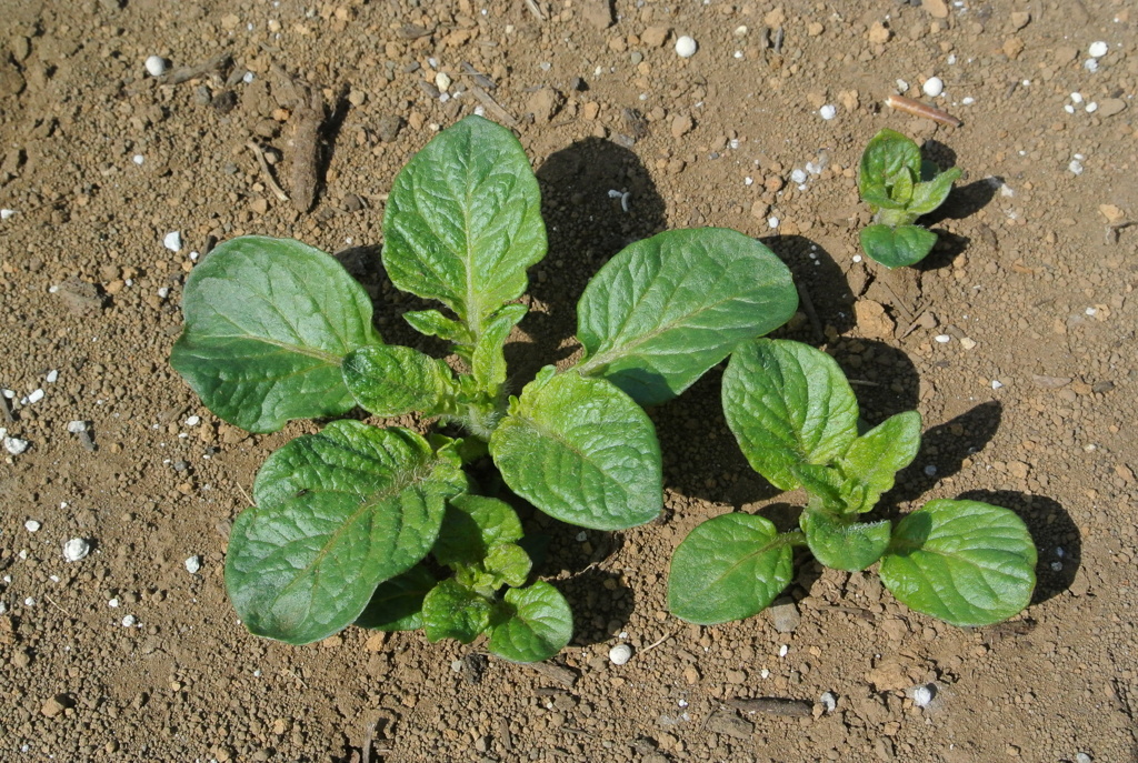 メークインの芽