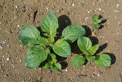 メークインの芽