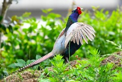 菜園・キジ♂ホロ打ち