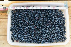 菜園・7月21日ブルーベリー収穫