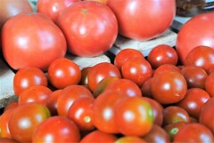 大玉とミニトマト