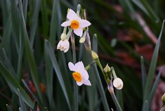 用水路・スイセン今季初の開花発見！