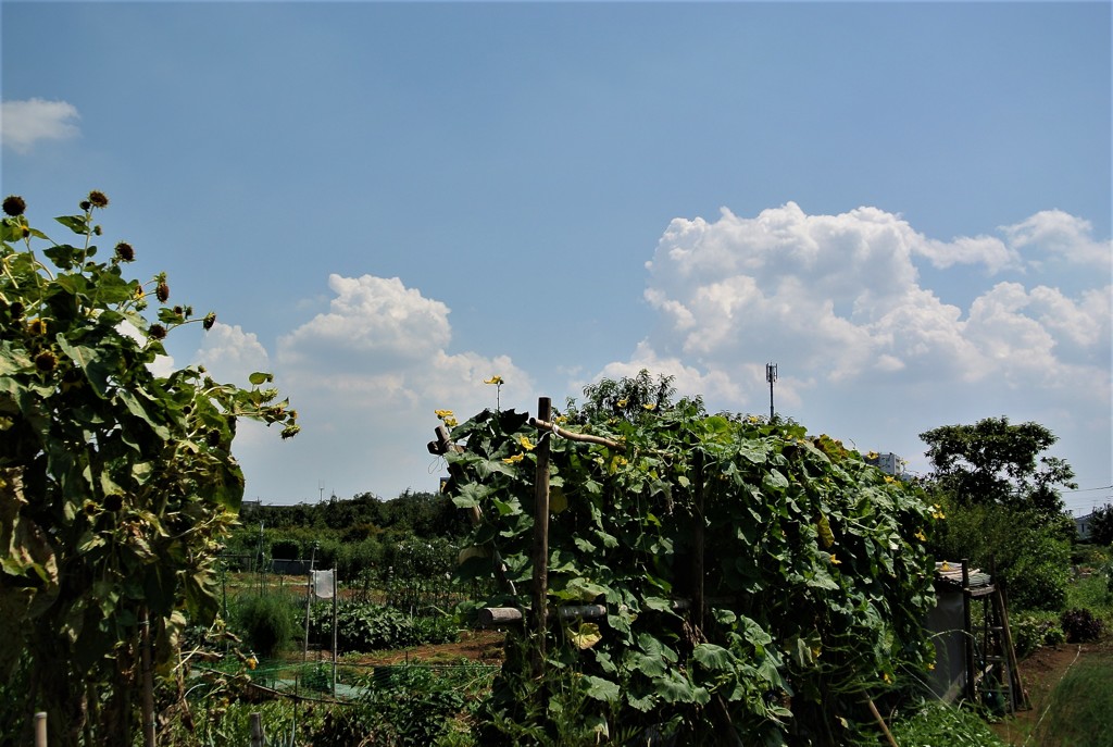 夏の感銘(菜園)