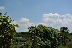 夏の感銘(菜園)