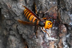 用水路・コガタスズメバチ