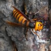 用水路・コガタスズメバチ