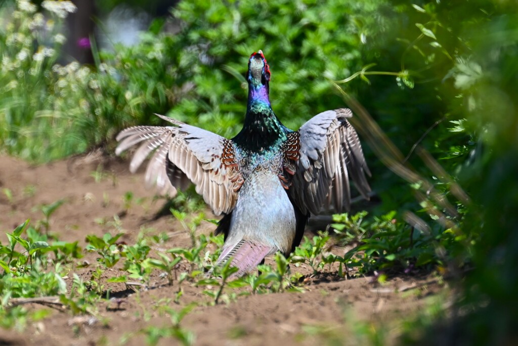 菜園・キジ♂後ろからのホロ打ち