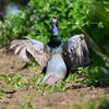 菜園・キジ♂後ろからのホロ打ち