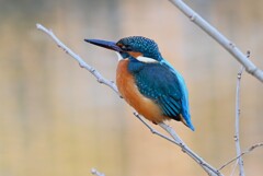 中流域・カワセミ♂若