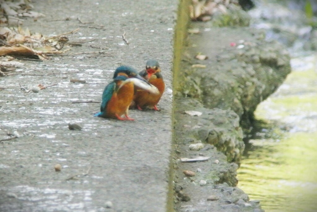 ちょうだい！