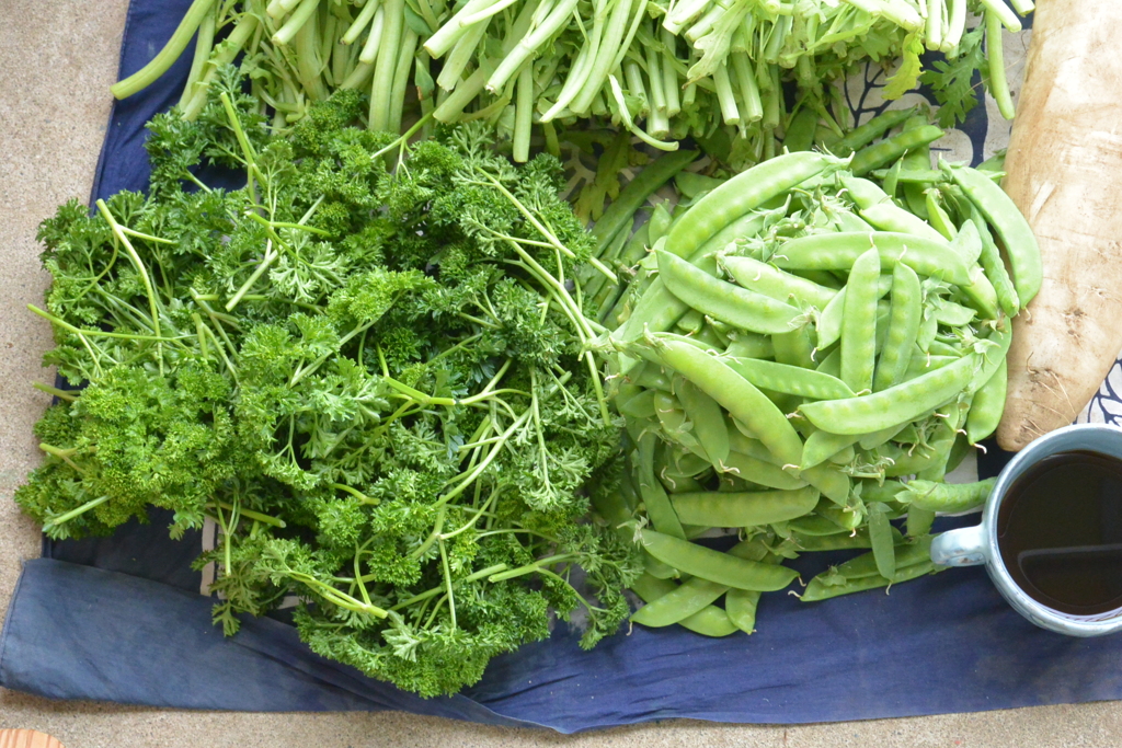 菜園・パセリ、キヌサヤ収穫