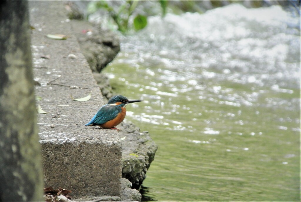 カワセミ♂お気に入りフィールドで・・