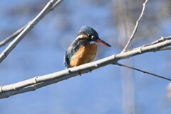 Ｋ川・下流のカワセミ♀