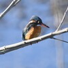 Ｋ川・下流のカワセミ♀