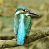 カワセミ♂
