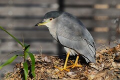 用水路・朝日で温まるゴイサギ