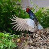 菜園・キジ♂ホロ打ち（一回目）