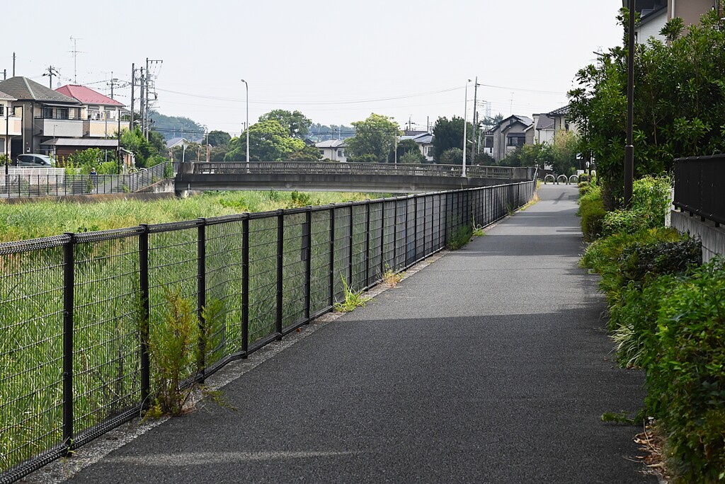 K川下流域・猛暑日朝の沿道は人影なく