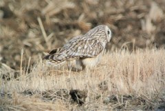 コミミズクのウンチ