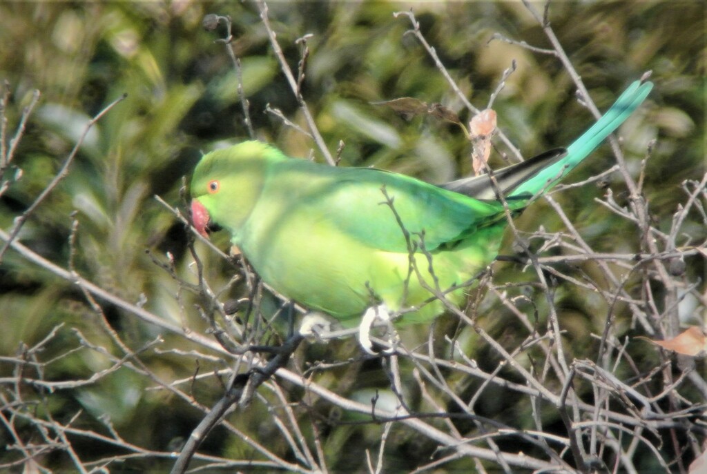 セネガルホンセイインコ