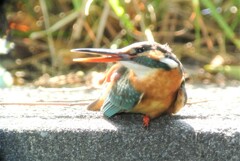用水路・カワセミ♀..