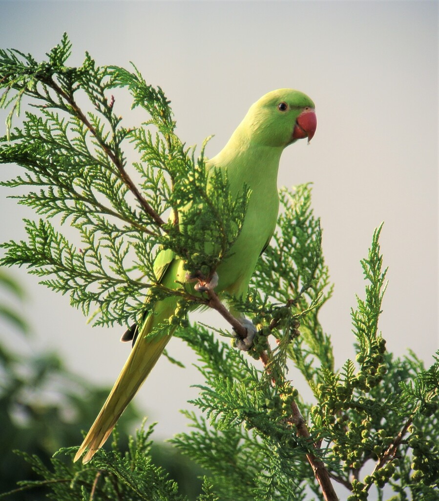 ワカケホンセイインコ By 黒鯛ちゃん Id 写真共有サイト Photohito