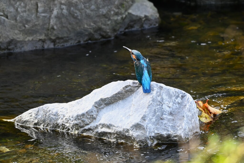 K川中流域・威嚇をするカワセミ♂成鳥