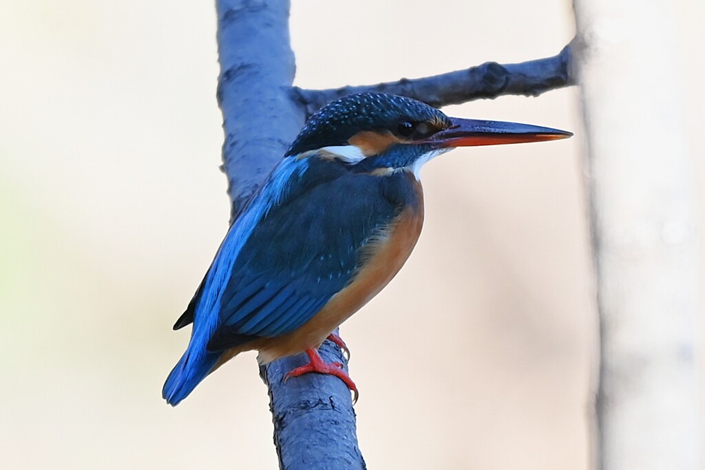 Ｋ川中流域・カワセミ♀若