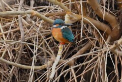 Ｋ川・最上流域のカワセミ♂ 