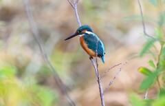 Ｋ川中流域・カワセミ♂若良い止まり木で・・