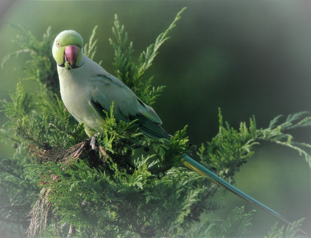 ワカケホンセイインコ（6月27日）