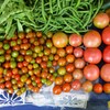 菜園・7月トマト3種